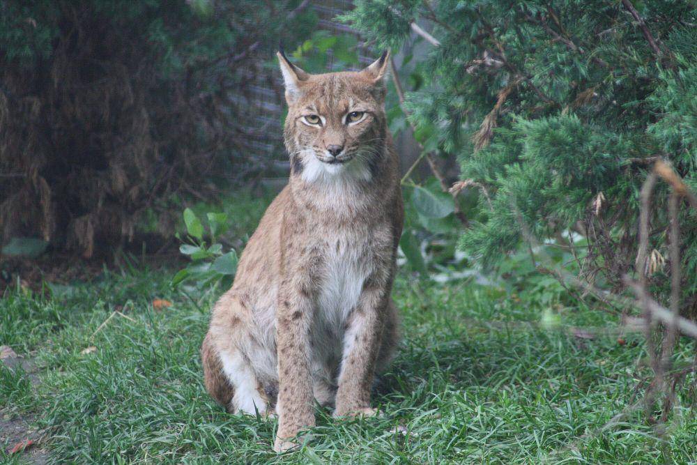 Lynx Eurasia (commons.m.wikimedia.org/Frettie)