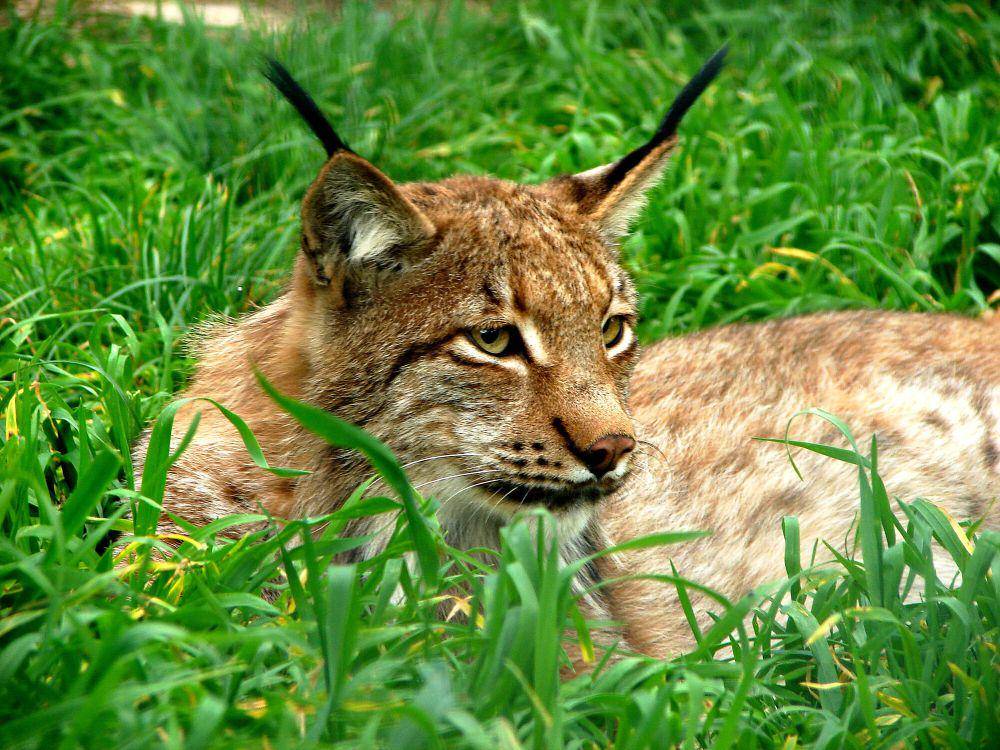 Lynx Eurasia (commons.m.wikimedia.org/Nevit Dilmen)