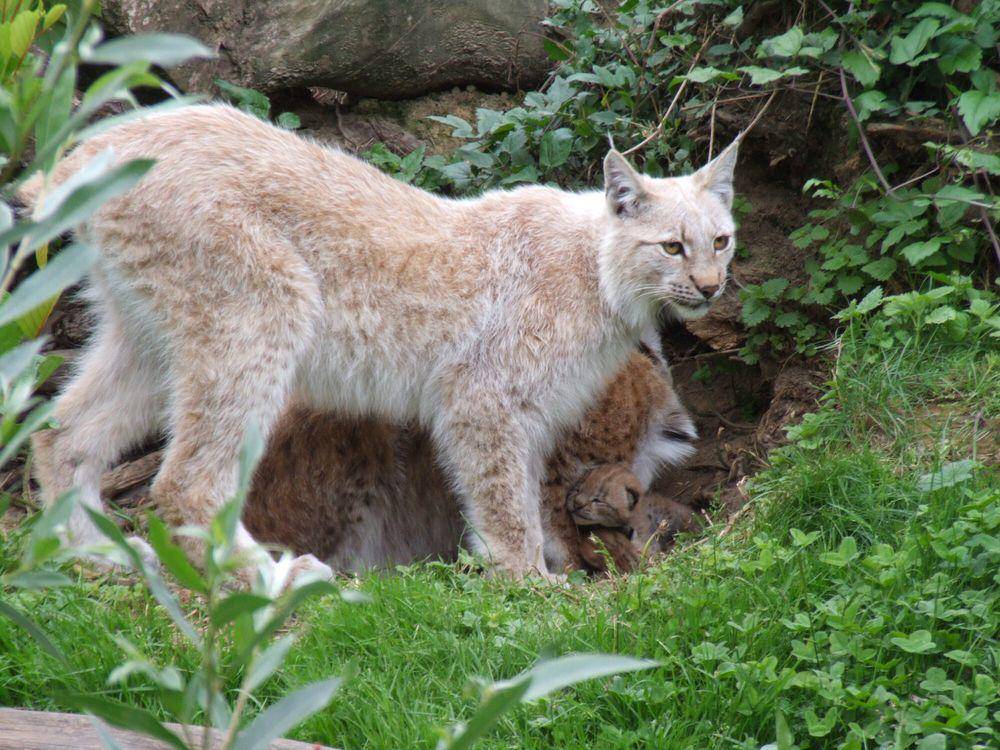 Lynx Eurasia (commons.m.wikimedia.org/Gerard van Drunen)