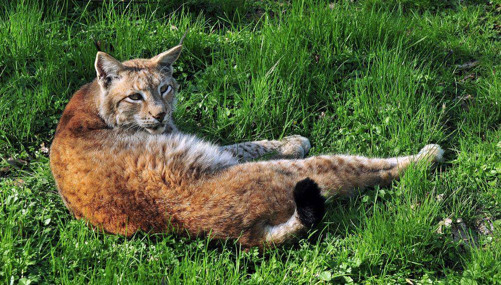 Lynx Eurasia (commons.m.wikimedia.org/Michael Gabler)