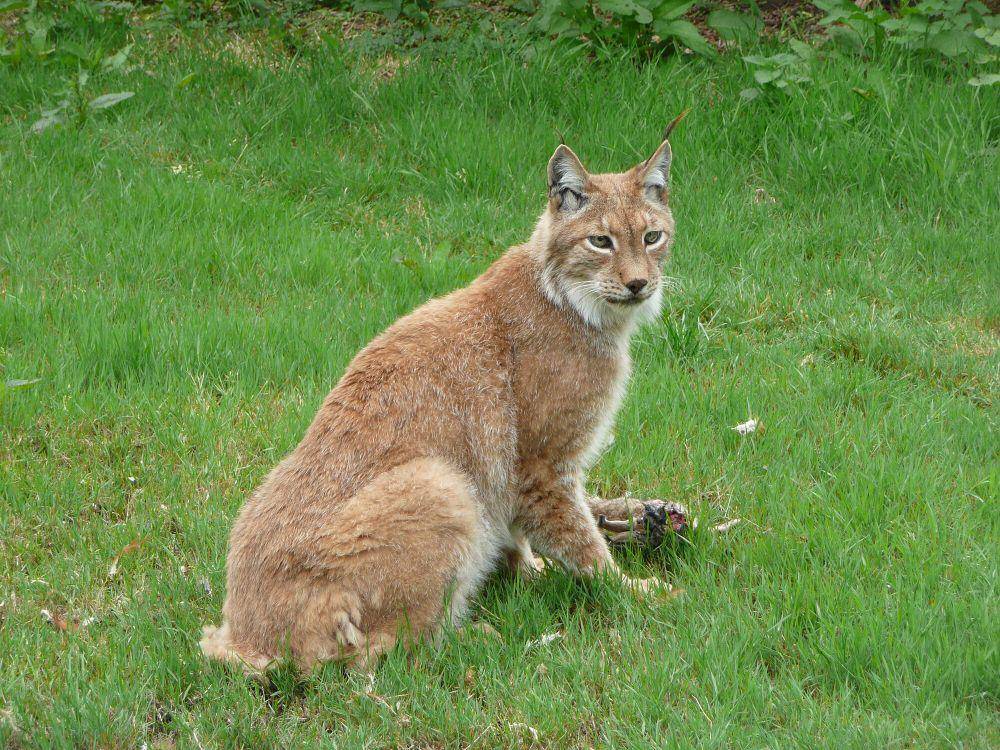 Lynx Eurasia (commons.m.wikimedia.org/CT Cooper)