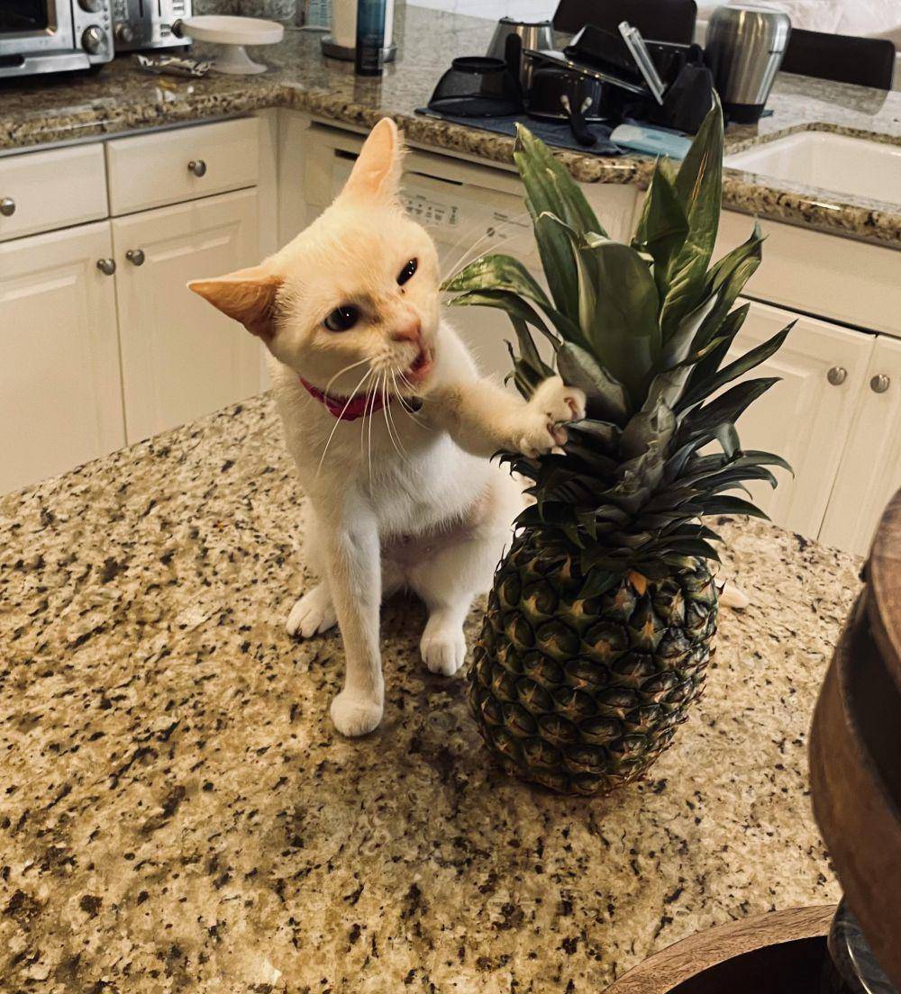 foto kocak kucing ketemu nanas (reddit.com/r/cats)