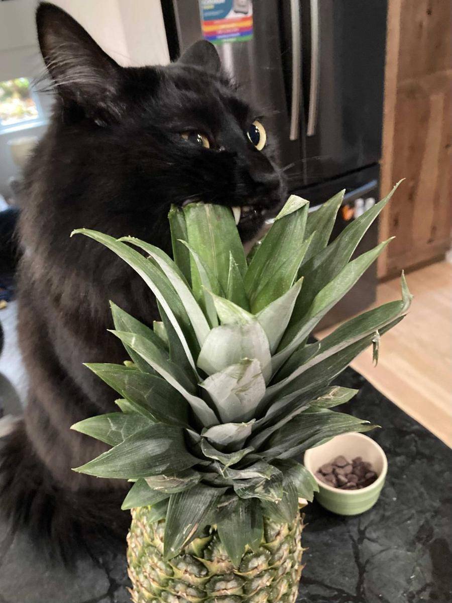 foto kocak kucing ketemu nanas (reddit.com/user/Fillorian)