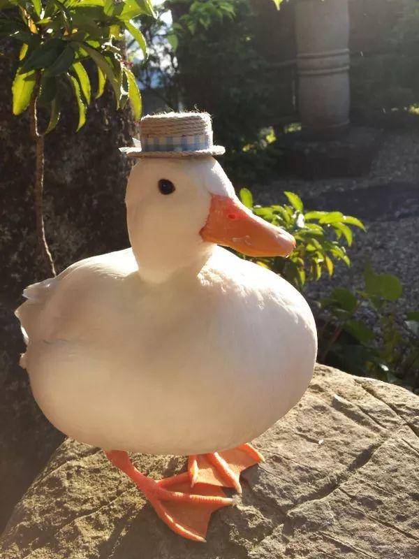 foto gemas hewan memakai topi (reddit.com/user/hey_its_the_NSA)