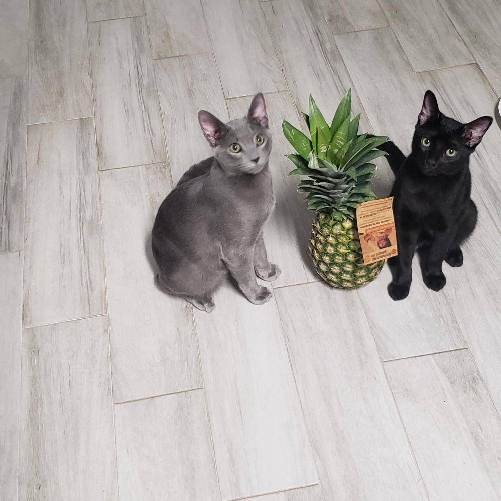 foto kocak kucing ketemu nanas (reddit.com/user/TXJOEMAMA)