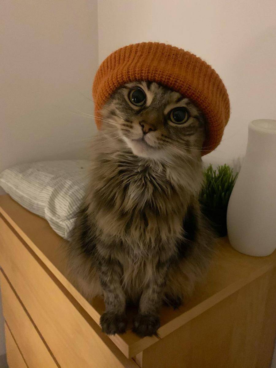 foto gemas hewan memakai topi (reddit.com/user/pasjojo)