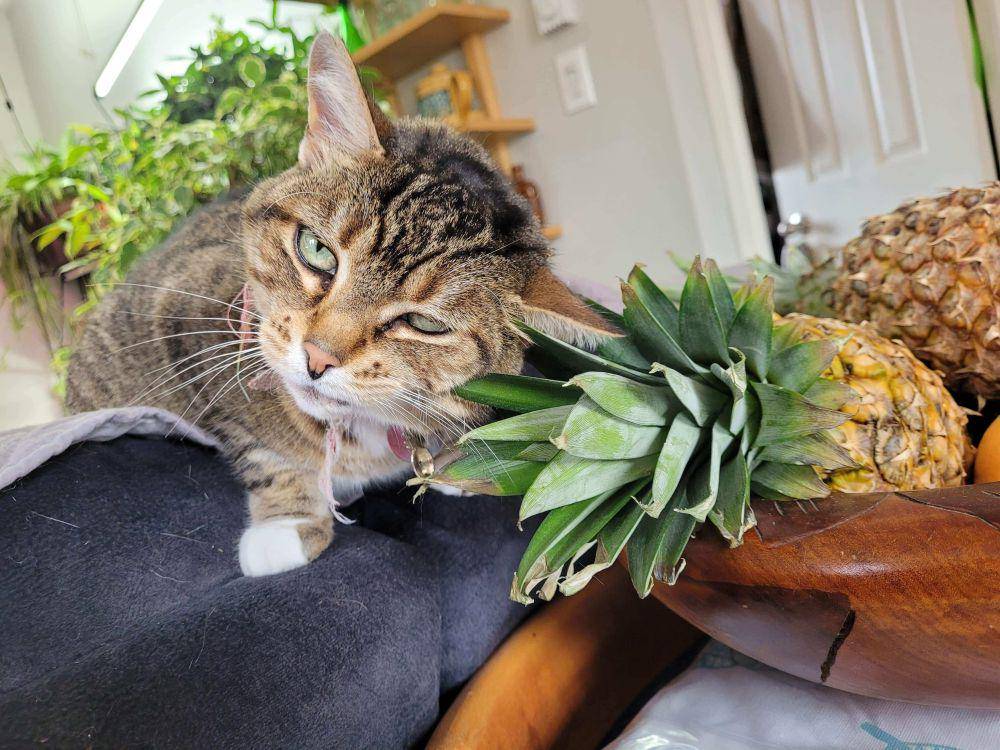 foto kocak kucing ketemu nanas (reddit.com/user/Momine05)
