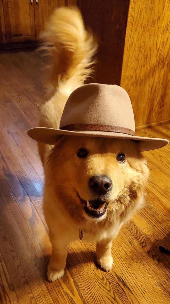 foto gemas hewan memakai topi (reddit.com/user/worm55)