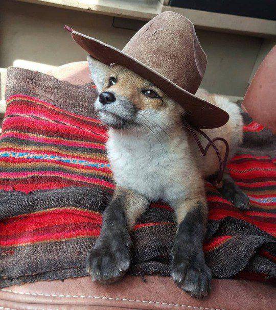 foto gemas hewan memakai topi (reddit.com/user/Castlemight)