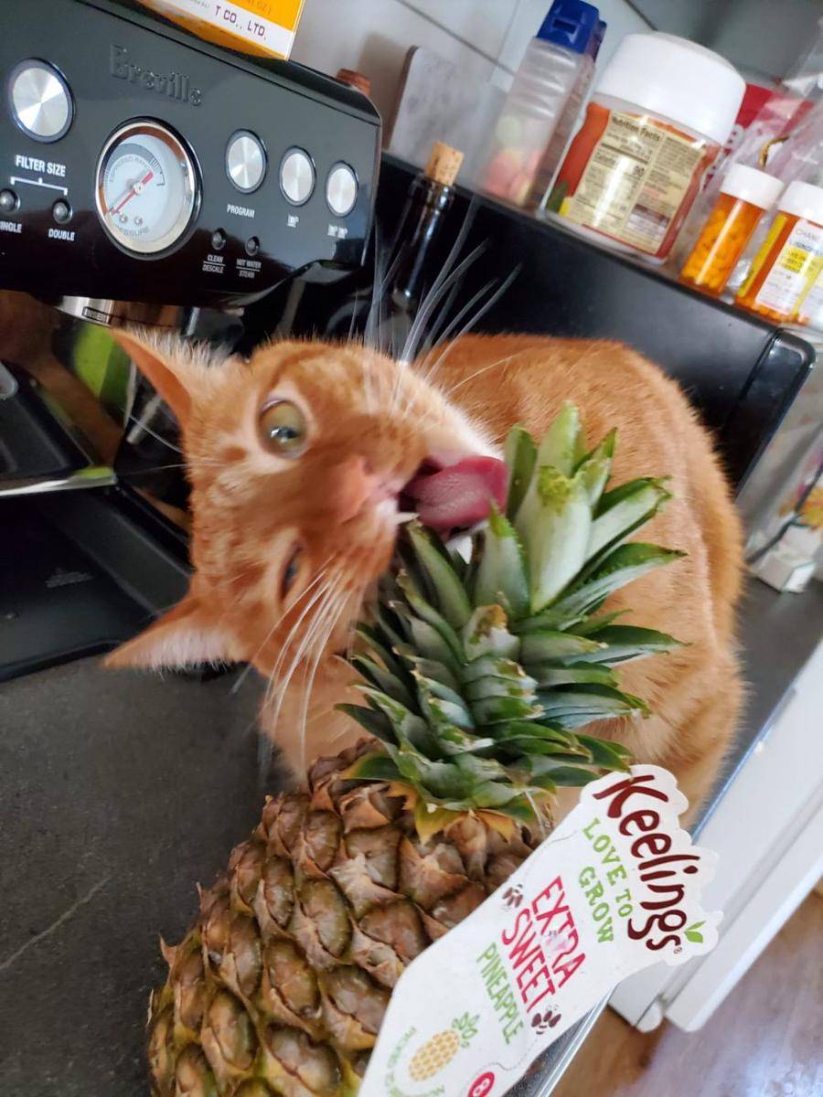 foto kocak kucing ketemu nanas (reddit.com/user/JorgeBush420)