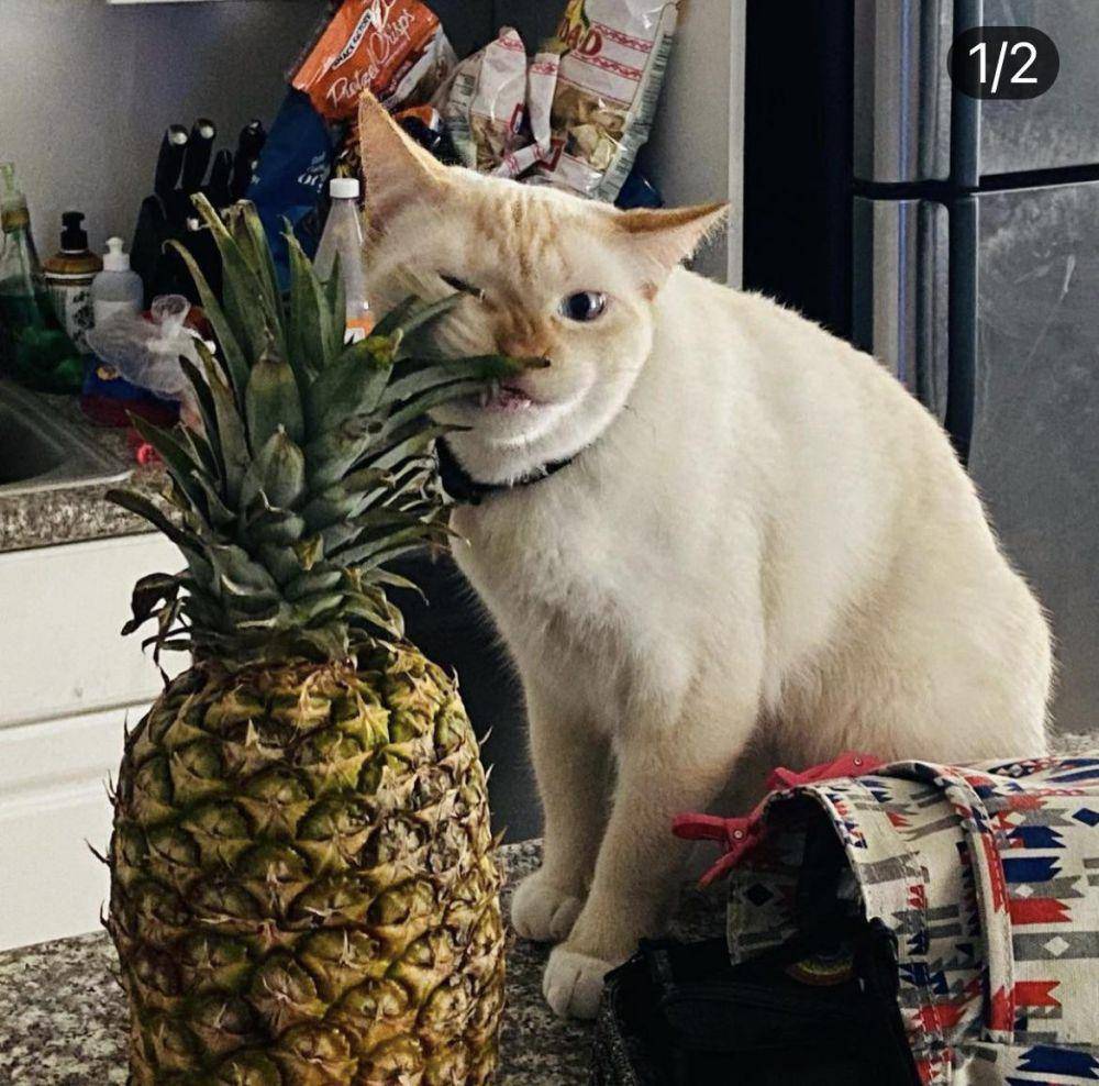 foto kocak kucing ketemu nanas (reddit.com/user/Objective-Dust6445)