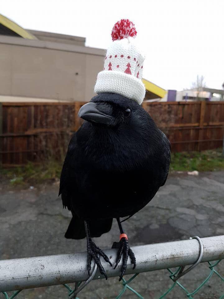 foto gemas hewan memakai topi (reddit.com/user/Bawookles)