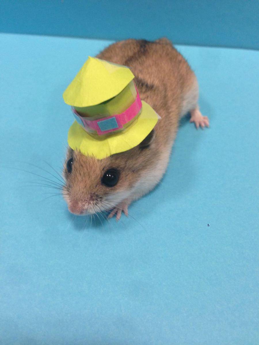 foto gemas hewan memakai topi (reddit.com/user/CrazyBowler)