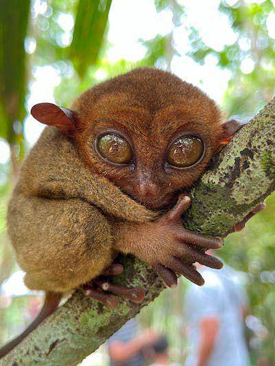 Tarsius (pexels.com/Naiz)