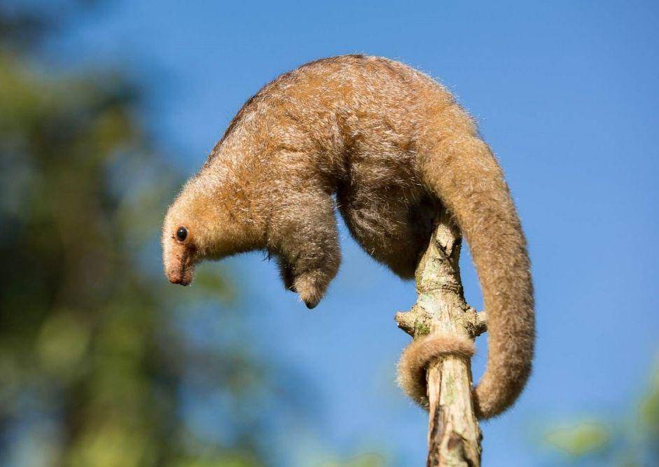 Silky Anteaters trenggiling halus (thingsguyana.com)