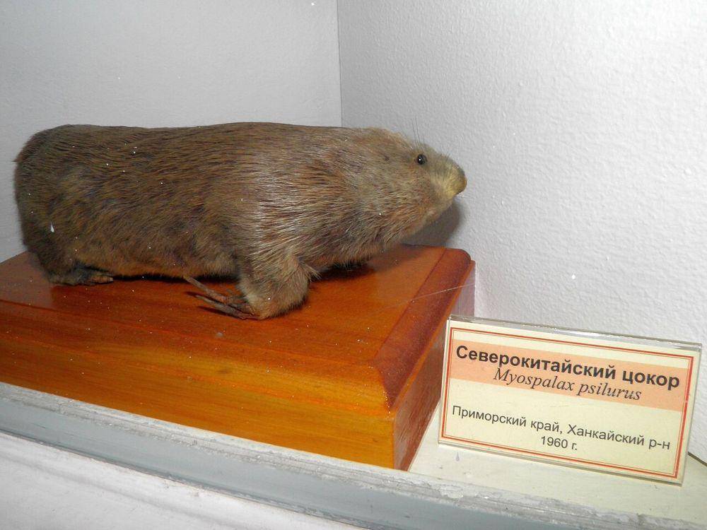 ilustrasi zokor (commons.m.wikimedia.org)