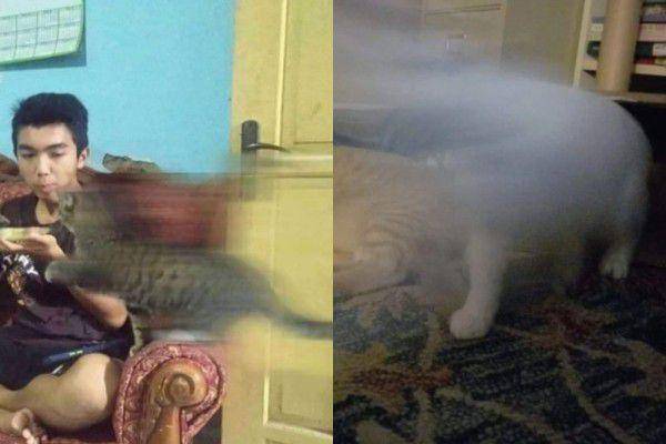 kolase potret kocak kucing lari dengan kecepatan cahaya (instagram.com/disturbingzone I reddit.com/36rose)