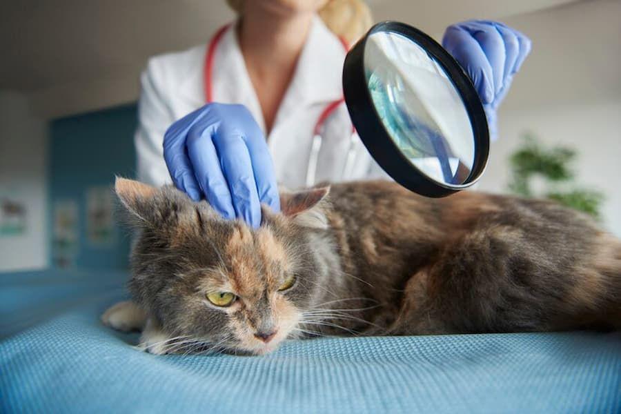 Kutu Telinga Kucing: Penyebab, Ciri-Ciri, dan Cara Mengatasi