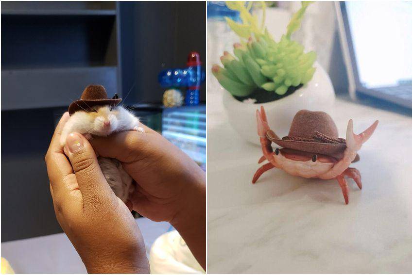 kolase foto gemas hewan memakai topi (reddit.com/user/AdmiralAdri | reddit.com/user/fujfuj)