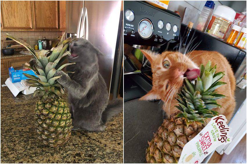 kolase foto kocak kucing ketemu nanas (reddit.com/user/Hambooglar | reddit.com/user/JorgeBush420)