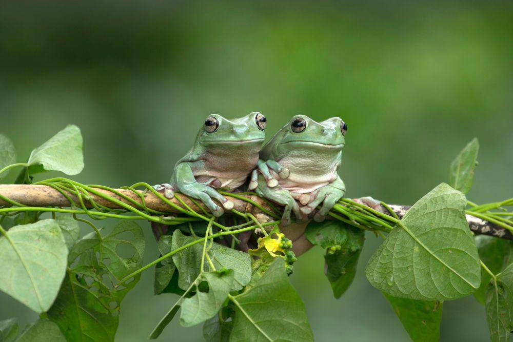 Katak pohon (pexels.com/Jeffry Surianto)