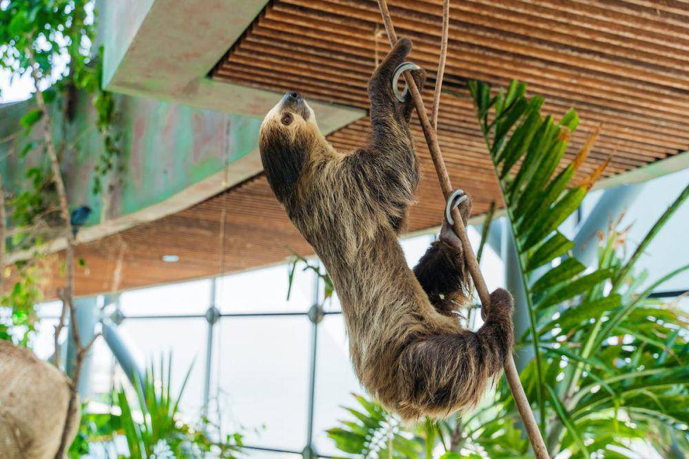 Hewan Sloth (pexels.com/Denys Gromov)