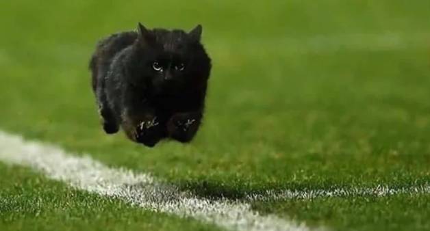 potret kocak kucing lari dengan kecepatan cahaya (reddit.com/Jouannal)