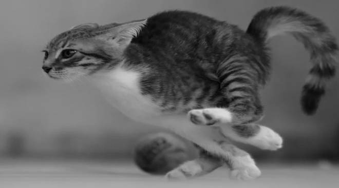 potret kocak kucing lari dengan kecepatan cahaya (reddit.com/iamapieceofcheese)