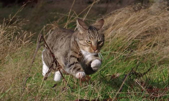 potret kocak kucing lari dengan kecepatan cahaya (reddit.com/taykaybo)
