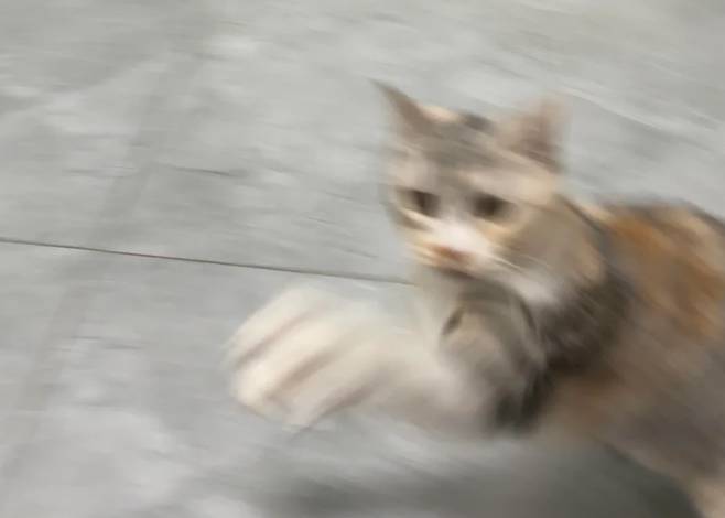 potret kocak kucing lari dengan kecepatan cahaya (reddit.com/fwamingdwagon2)