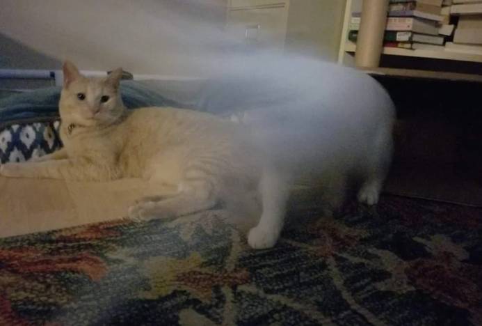 potret kocak kucing lari dengan kecepatan cahaya (reddit.com/36rose)