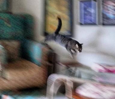 potret kocak kucing lari dengan kecepatan cahaya (reddit.com/life_is_a_whiteboard)