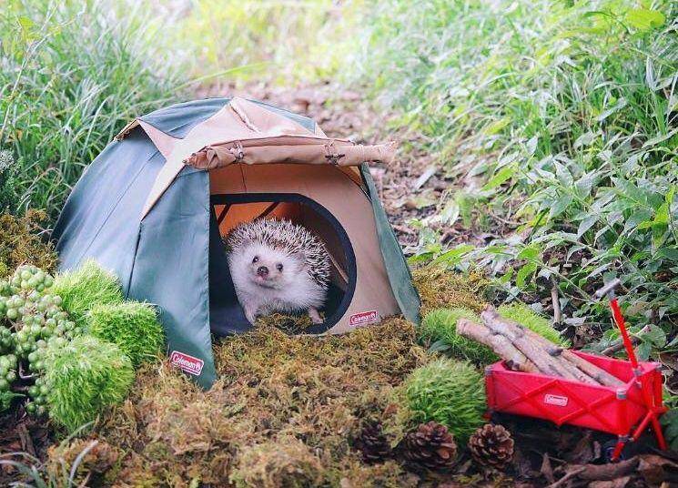 foto lucu hewan peliharaan nongkrong di tenda (reddit.com/user/Gocountgrainsofsand)