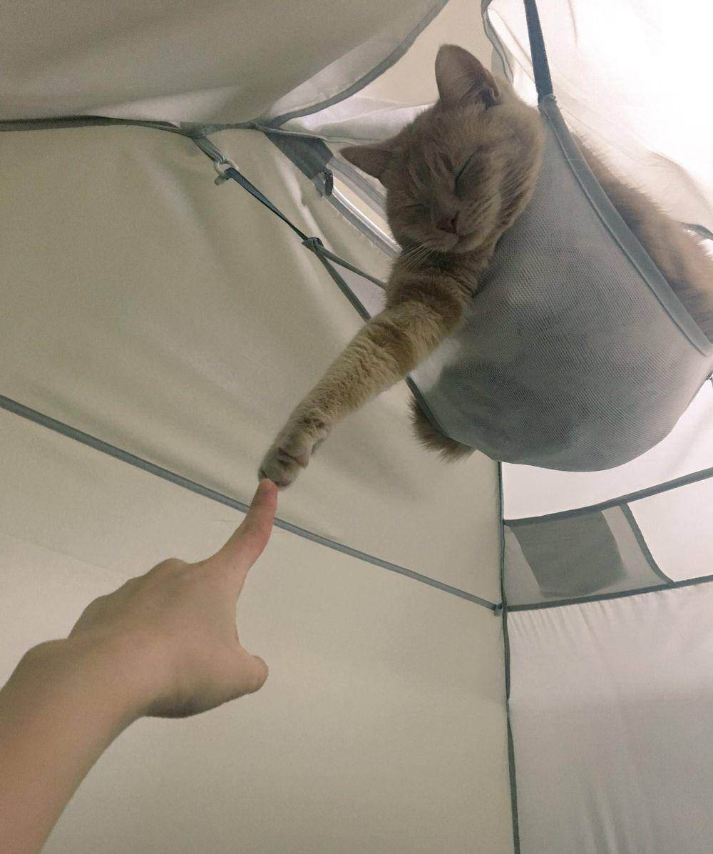 foto lucu hewan peliharaan nongkrong di tenda (reddit.com/user/Mysteri0us_Strang3r)