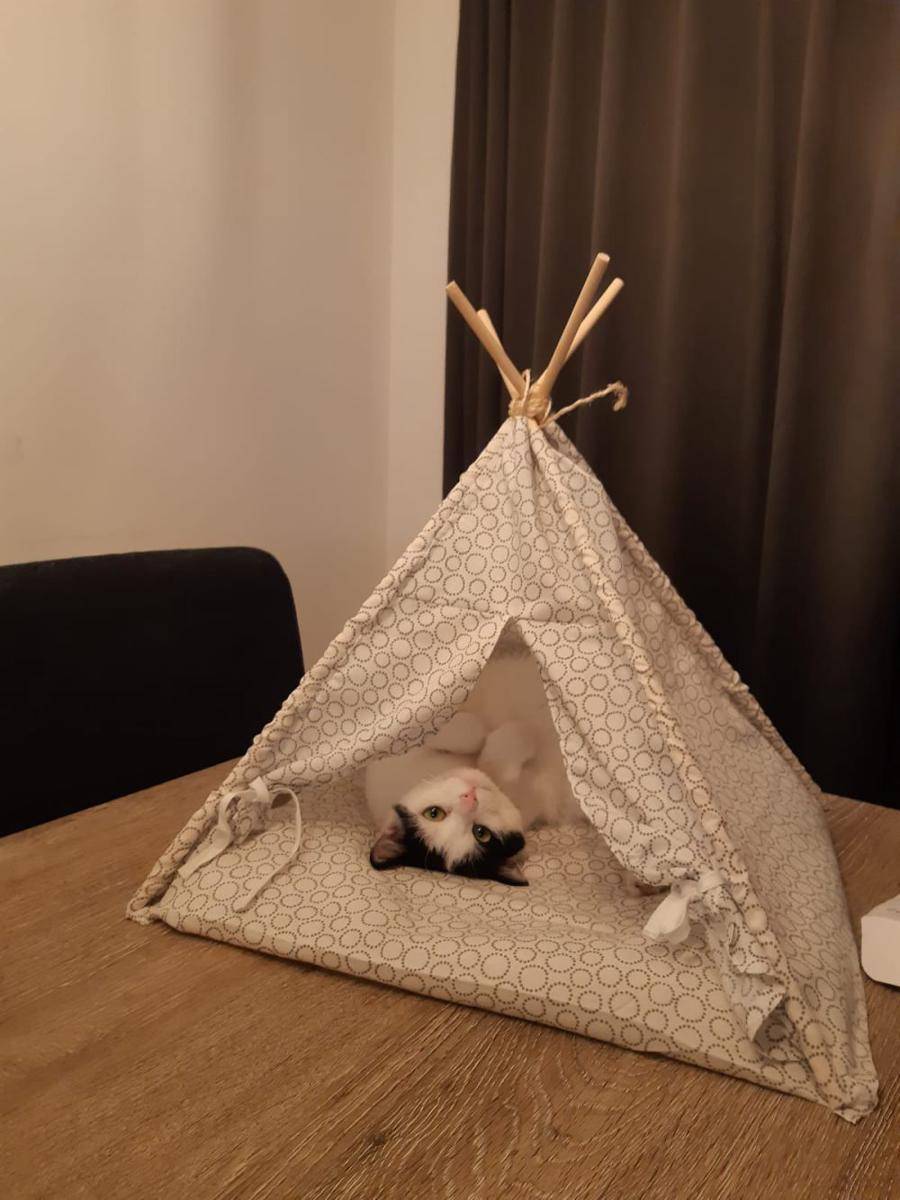foto lucu hewan peliharaan nongkrong di tenda (reddit.com/user/deblije)