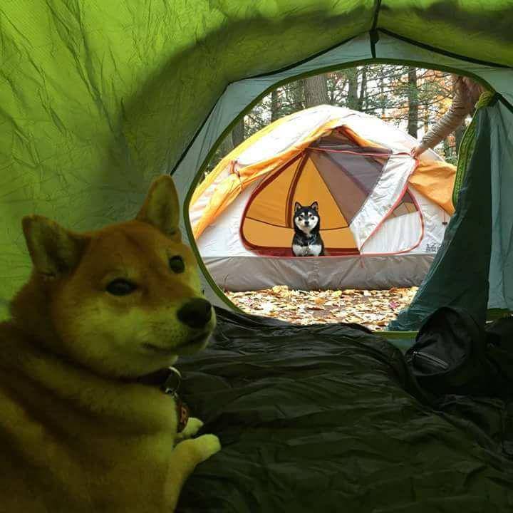 foto lucu hewan peliharaan nongkrong di tenda (reddit.com/user/nigaiii)