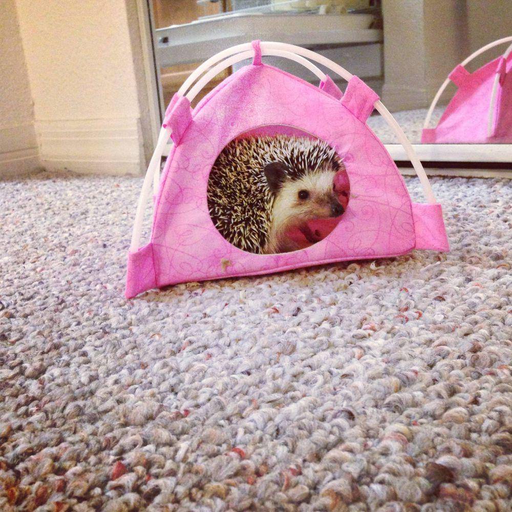 foto lucu hewan peliharaan nongkrong di tenda (reddit.com/user/pinkpiratecow)