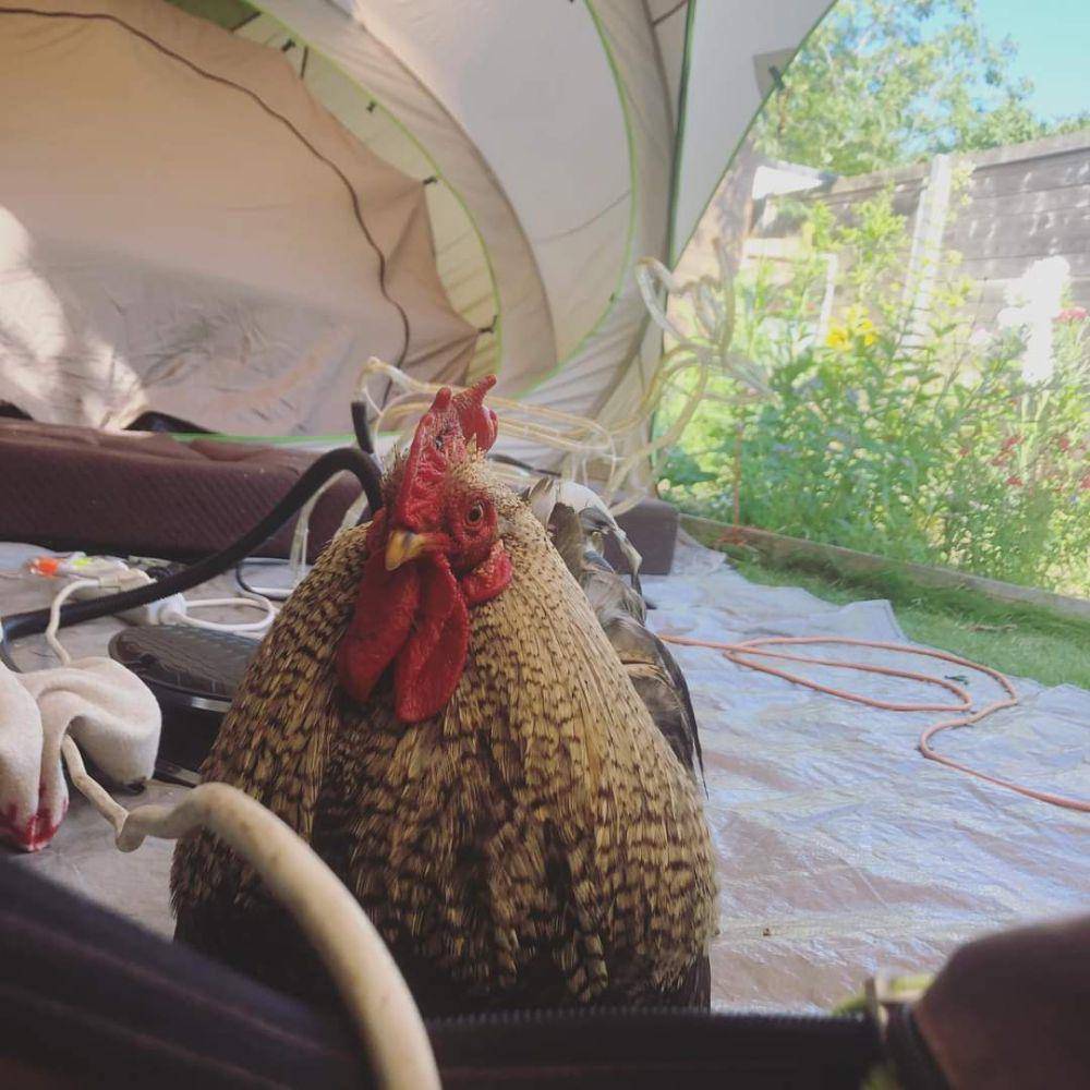 foto lucu hewan peliharaan nongkrong di tenda (reddit.com/user/megarne)