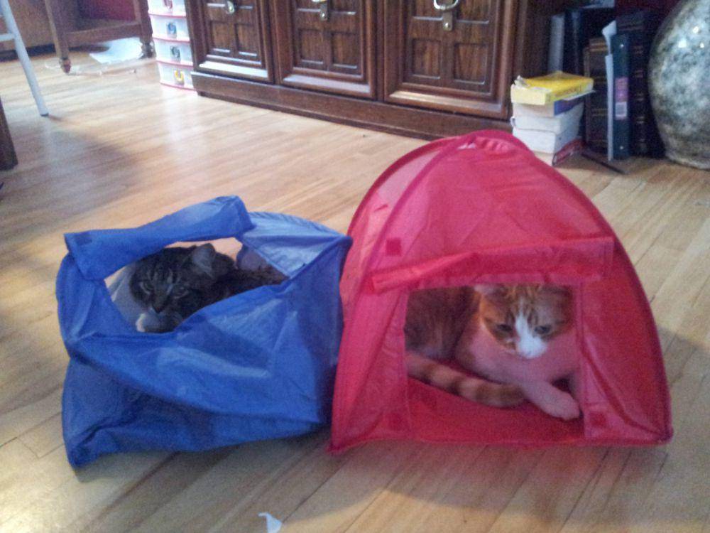foto lucu hewan peliharaan nongkrong di tenda (reddit.com/user/jlighty)