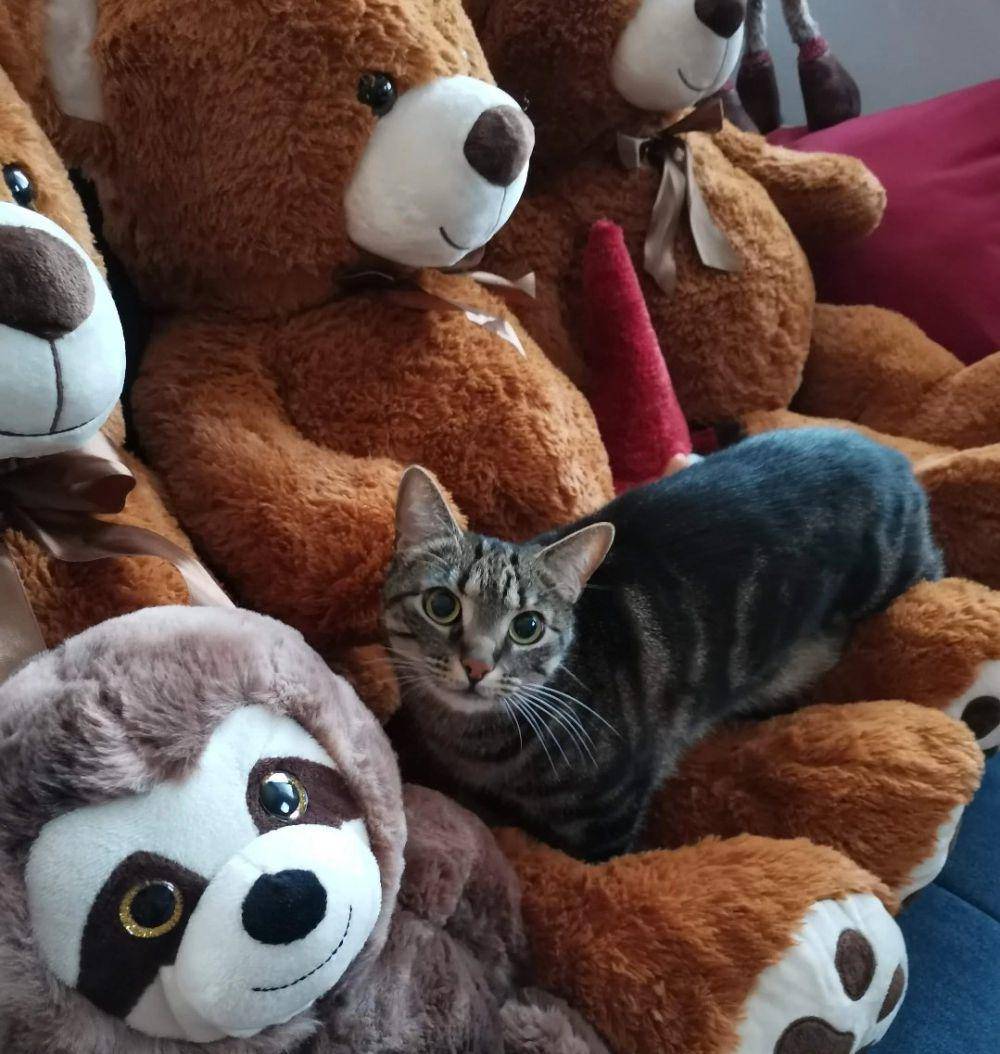 potret kucing dan boneka beruang (twitter.com/DontShowYourCat)