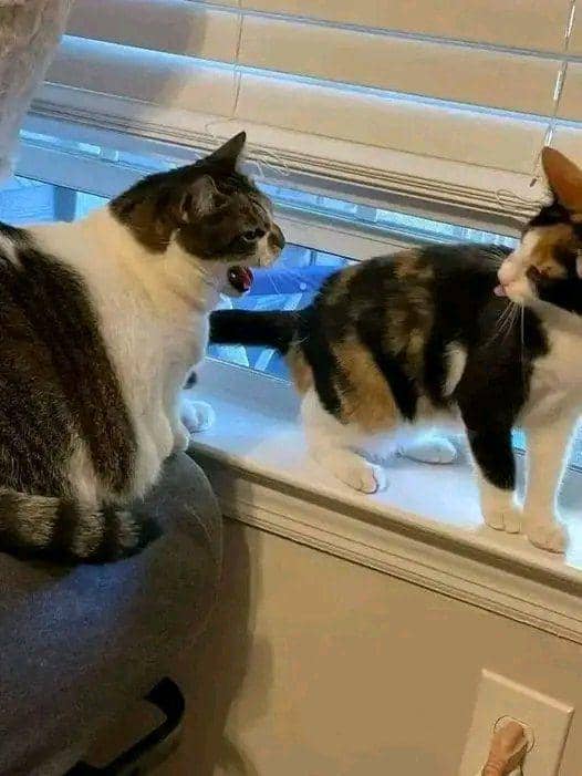 potret pasang surut persahabatan dua kucing beda warna (twitter.com/nocontextscats)