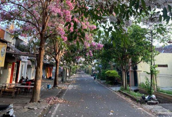 Bunga Tabebuya Bermekaran, Kota Malang Serasa Jepang