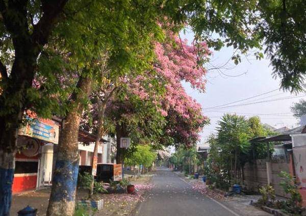 Bunga Tebebuya bermekaran di Kota Malang. (IDN Times/Rizal Adhi Pratama)