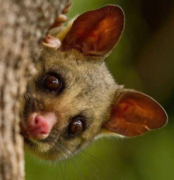 Brushtail Possum Australia (animalia.bio)