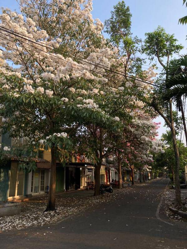 Bunga Tebebuya bermekaran di Kota Malang. (IDN Times/Rizal Adhi Pratama)