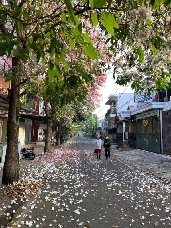 Bunga Tebebuya bermekaran di Kota Malang. (IDN Times/Rizal Adhi Pratama)