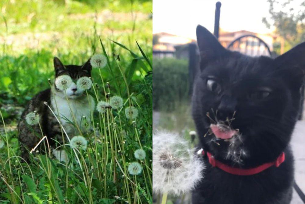 7 Potret Lucu Kucing Main Dekat Bunga Dandelion, Awas Bersin, Cing!