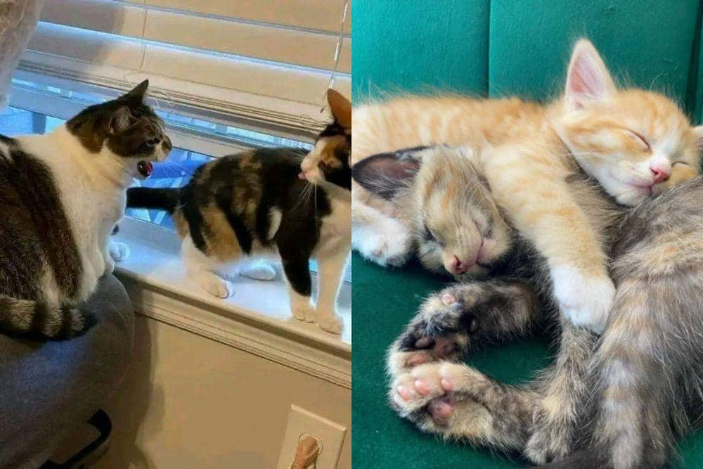 7 Potret Pasang Surut Persahabatan Dua Kucing yang Tinggal Bareng