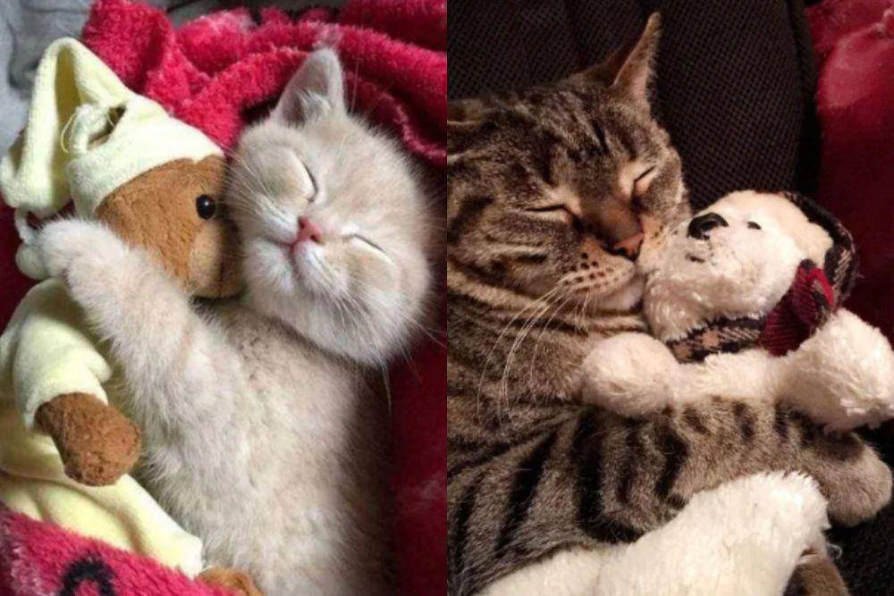 kolase potret kucing dan boneka beruang (reddit.com/VeronicaWoodi I reddit.com/sadafsw)