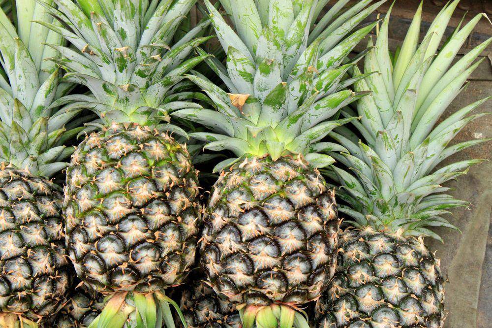 ilustrasi buah nanas segar dan matang (pixabay.com/tinakorn)